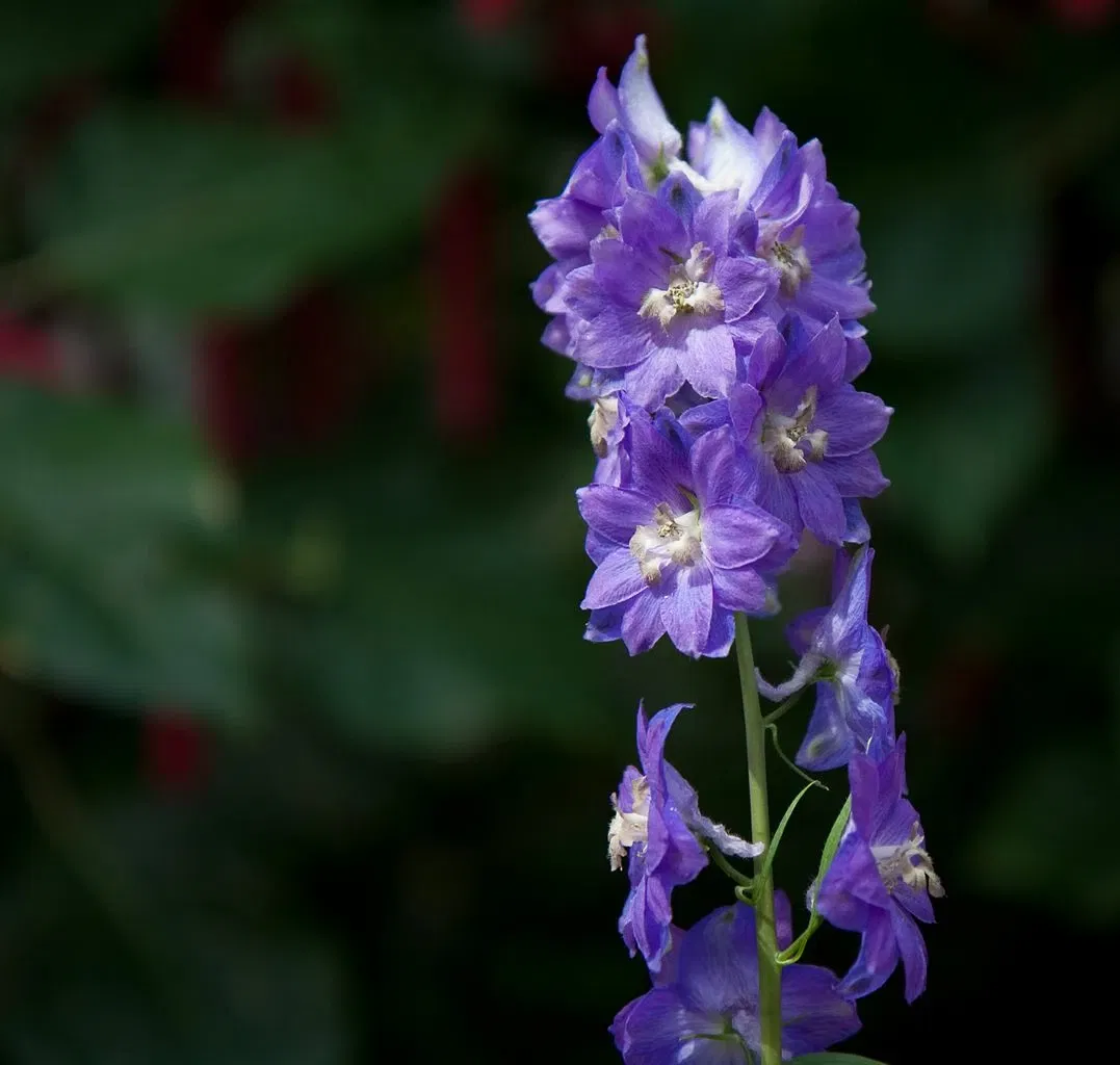 Niagara Parks Butterfly Conservatory