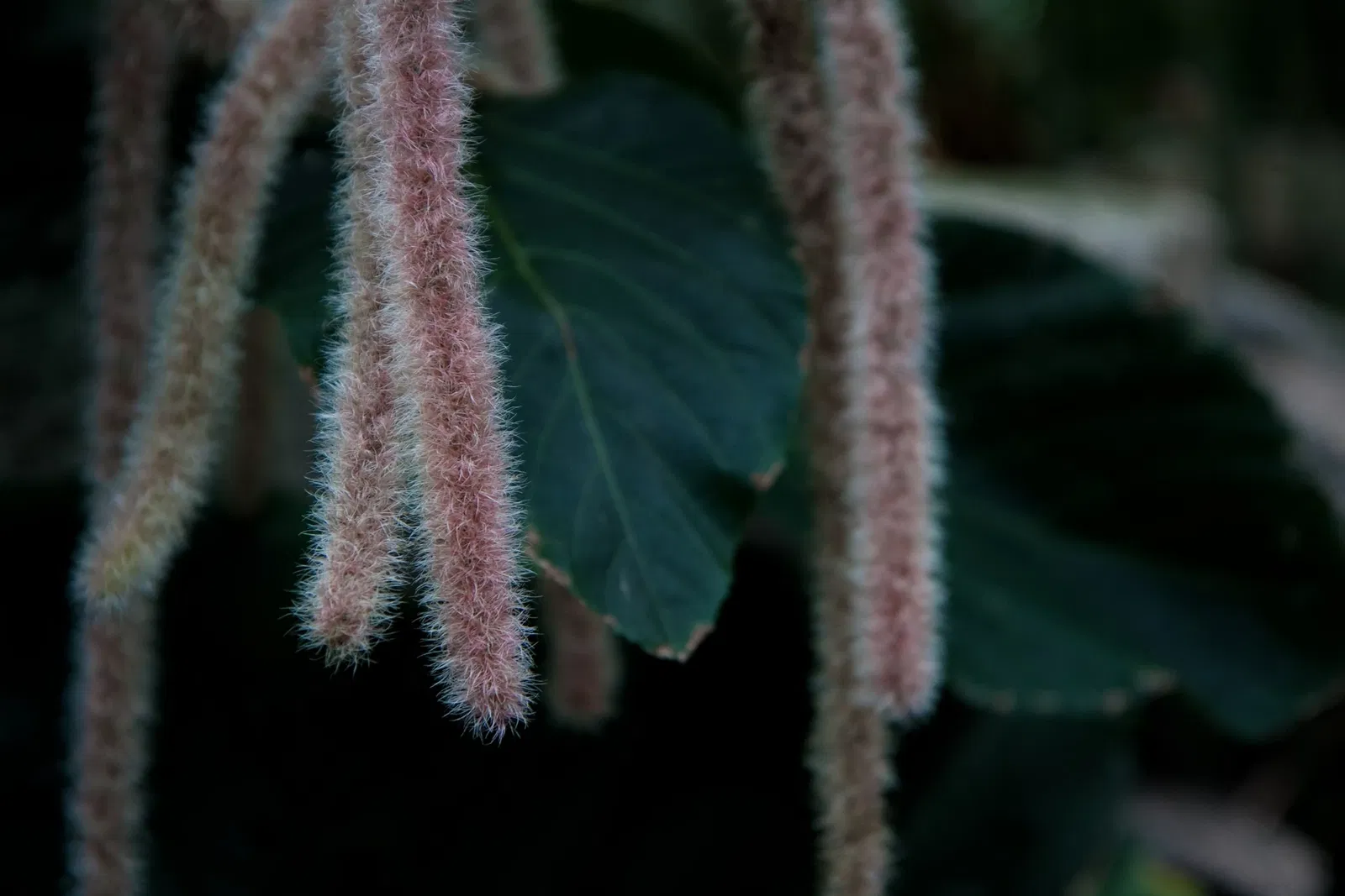 Niagara Parks Butterfly Conservatory