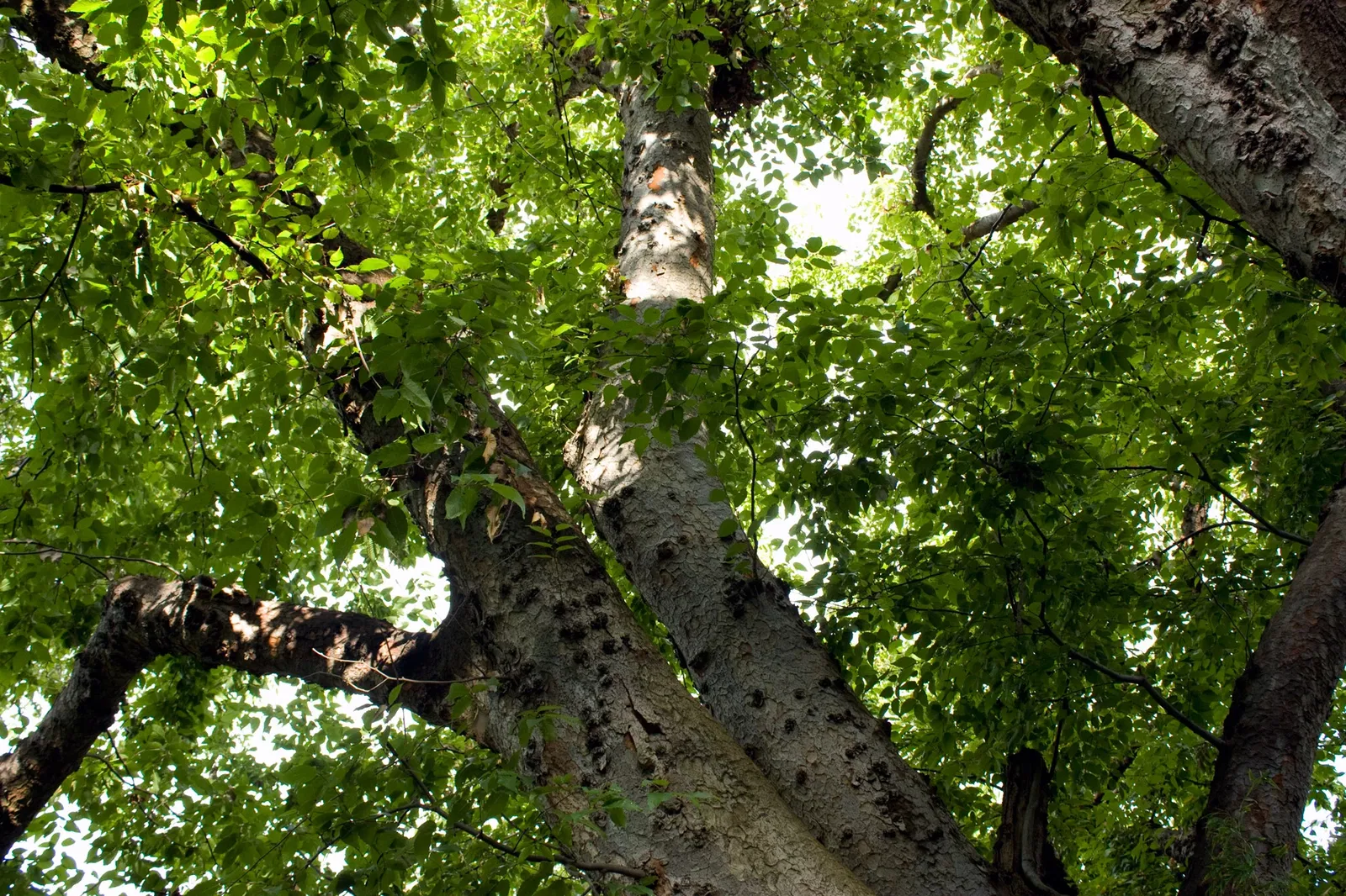 Royal Botanic Gardens Victoria