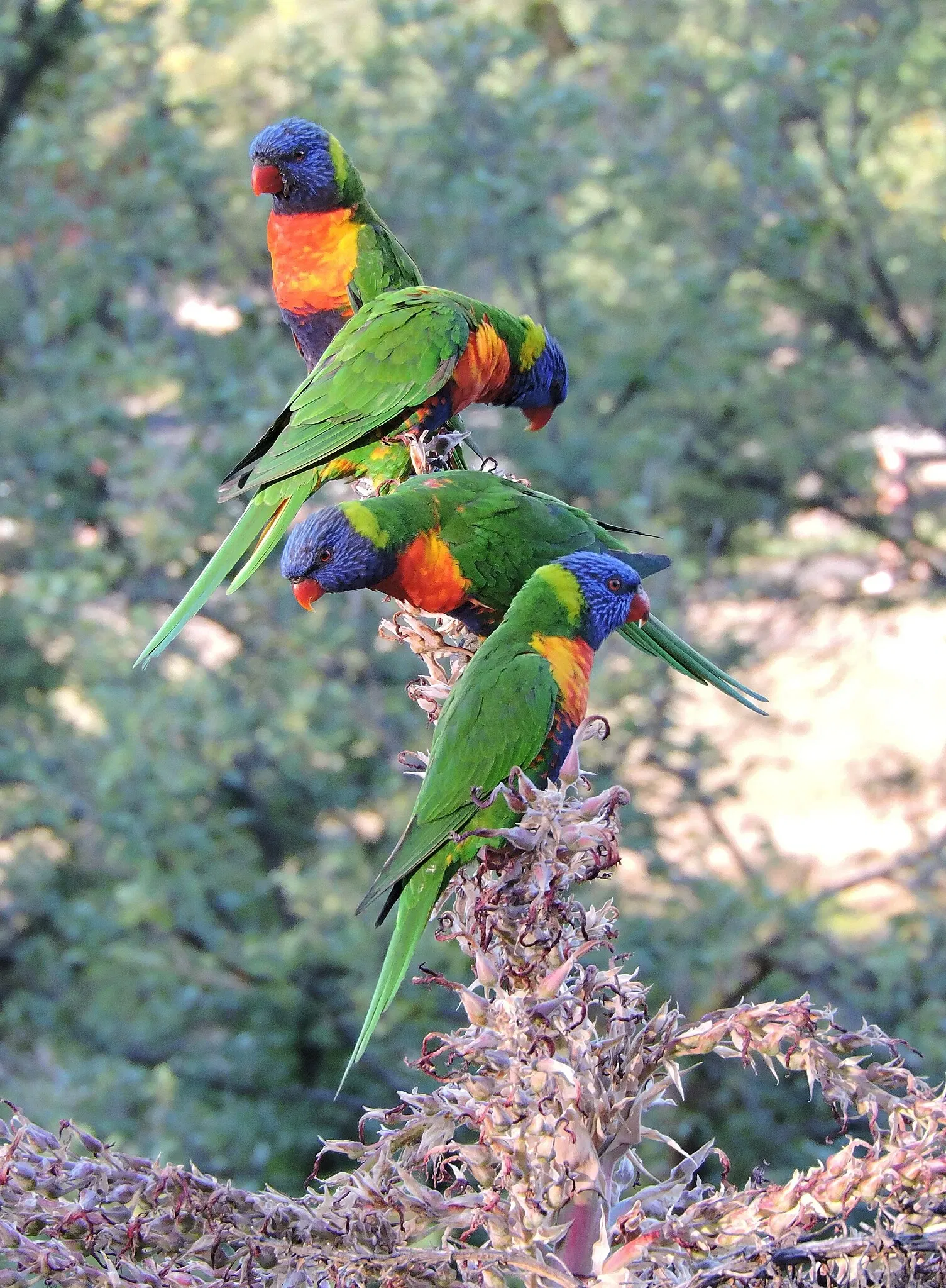 Royal Botanic Gardens Victoria