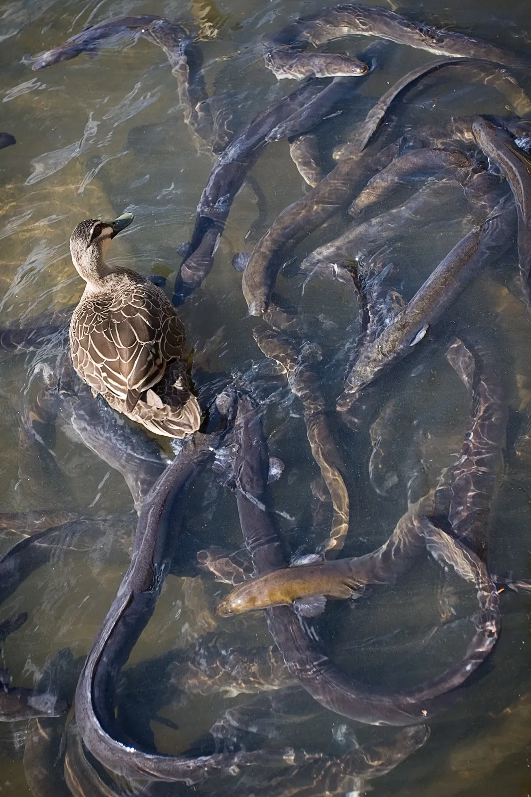 Royal Botanic Gardens Victoria