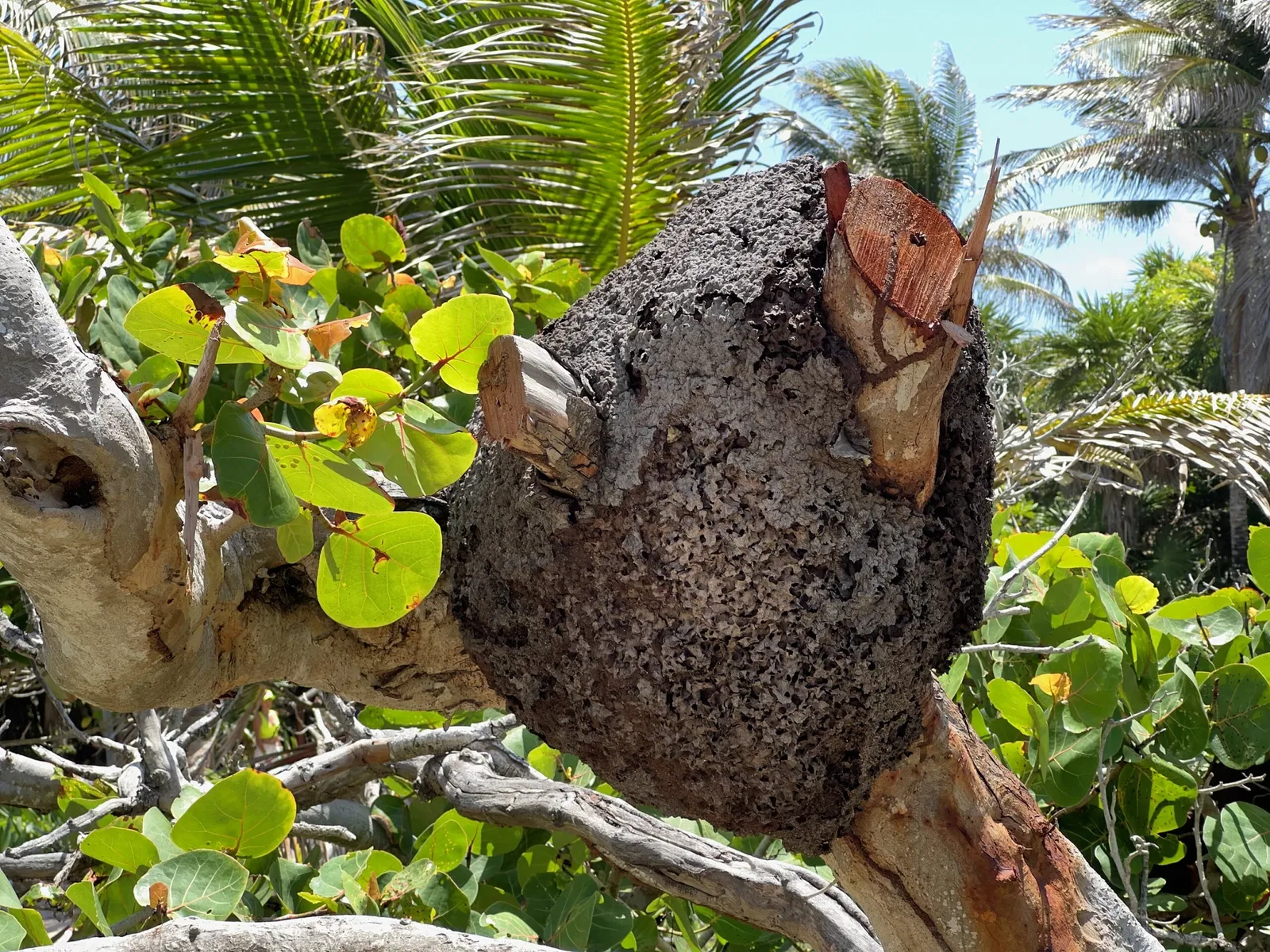 Ruinas mayas de Tulum - Zona Arqueológica de Tulum