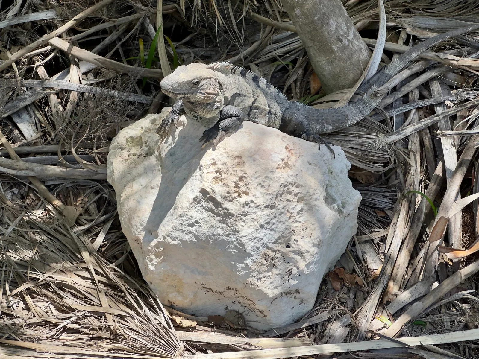 Mayan Ruins of Tulum - Zona Arqueológica de Tulum