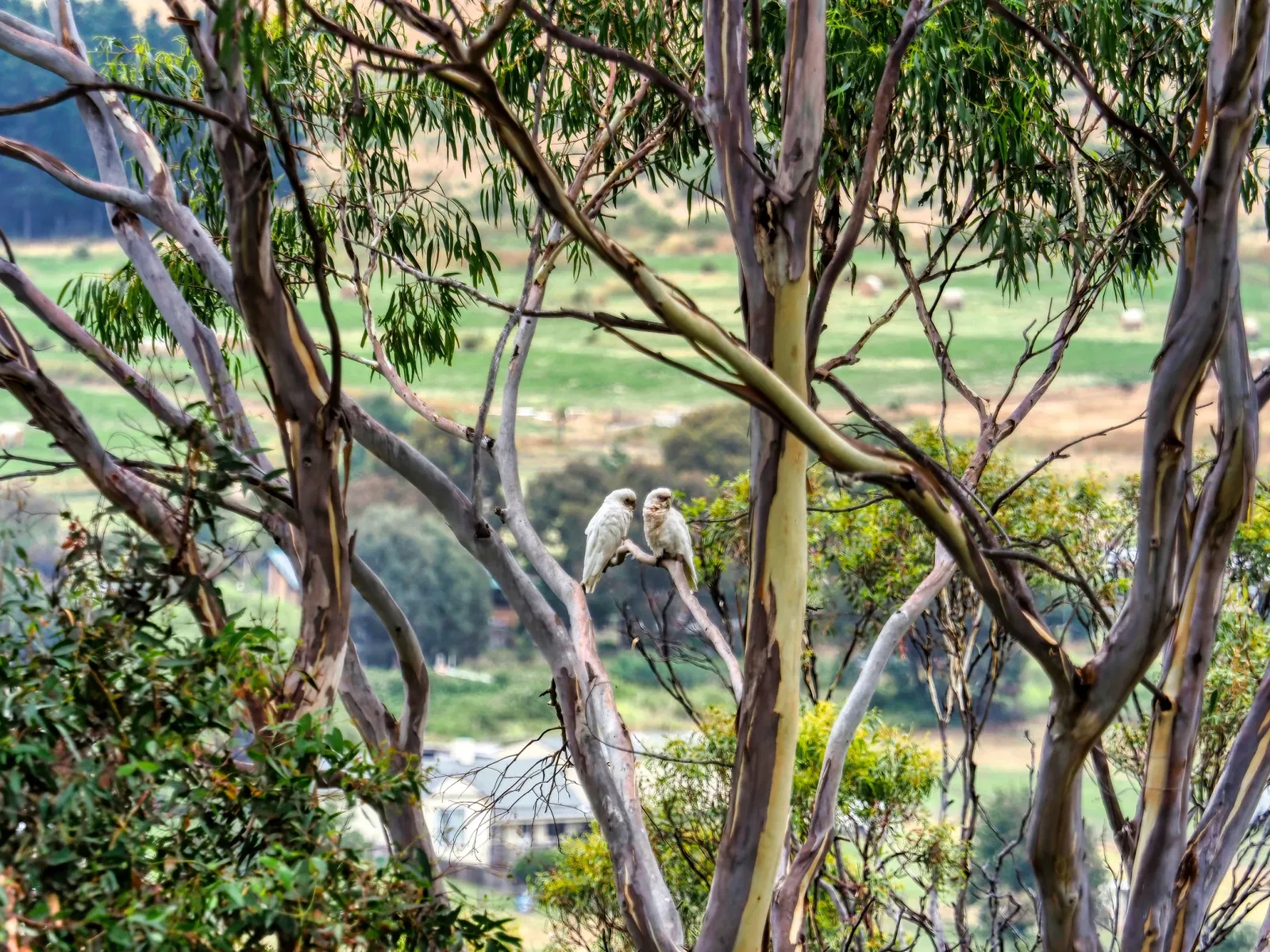 Bonorong Wildlife Sanctuary