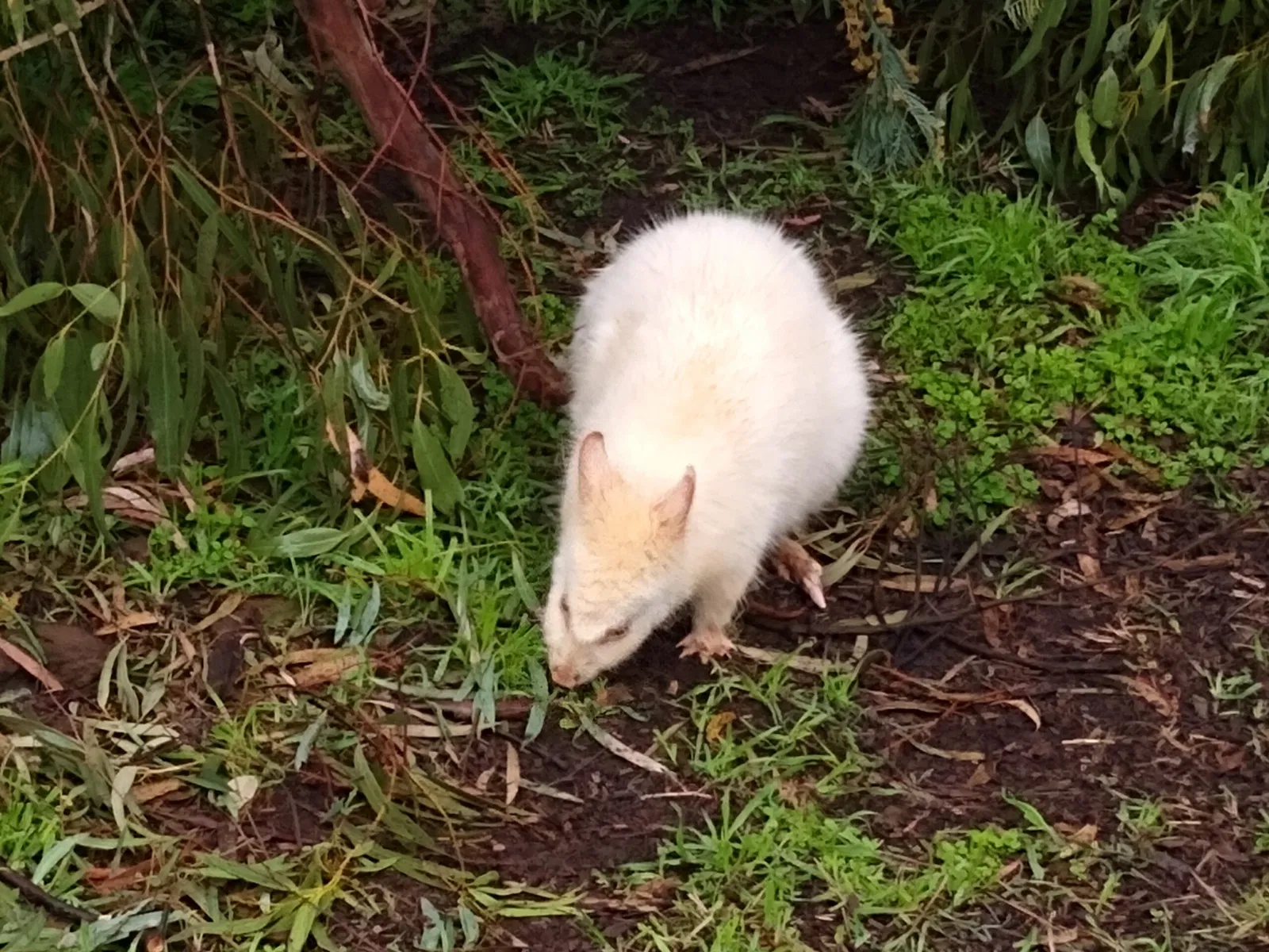 Bonorong Wildlife Sanctuary