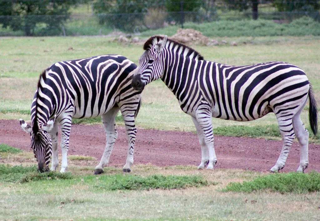 Werribee Open Range Zoo
