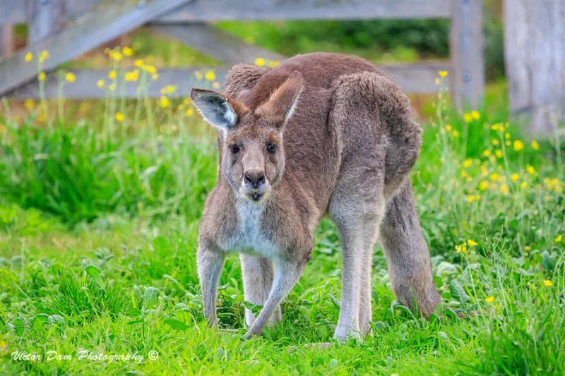 Werribee Open Range Zoo