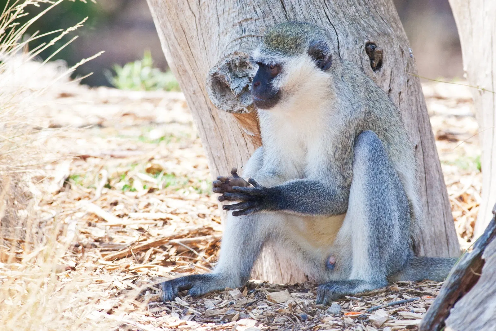 Werribee Open Range Zoo