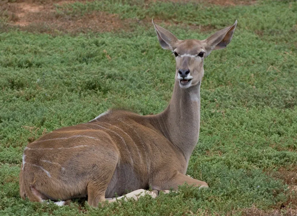 Werribee Open Range Zoo