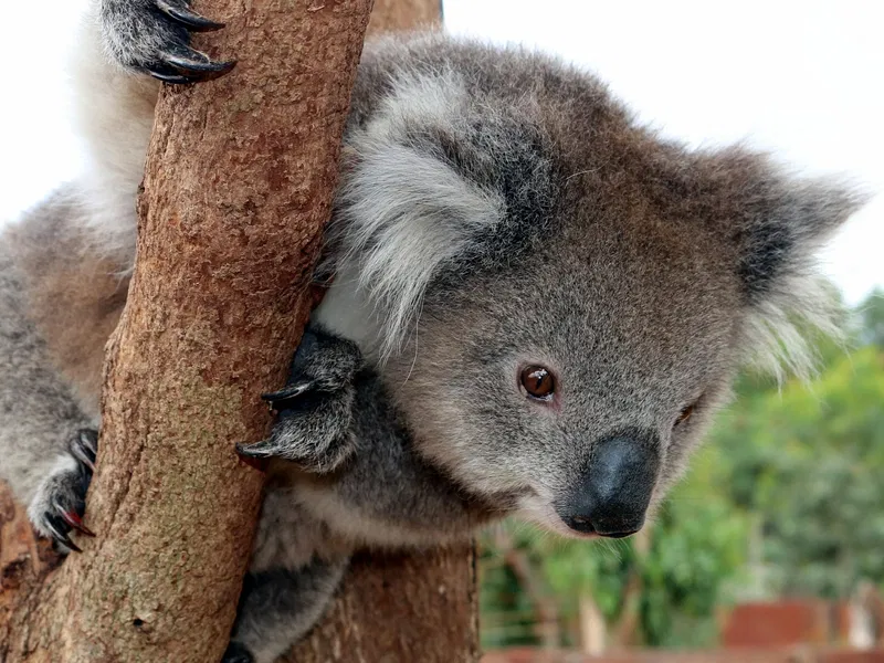 Werribee Open Range Zoo (Werribee) - Visitor Information & Reviews