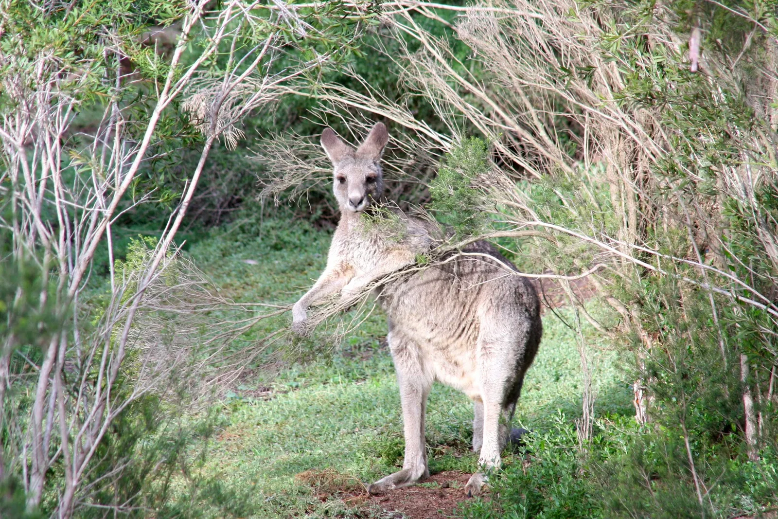 Werribee Open Range Zoo