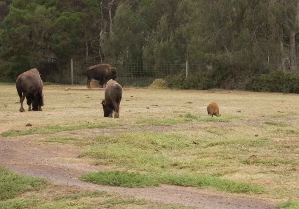 Werribee Open Range Zoo
