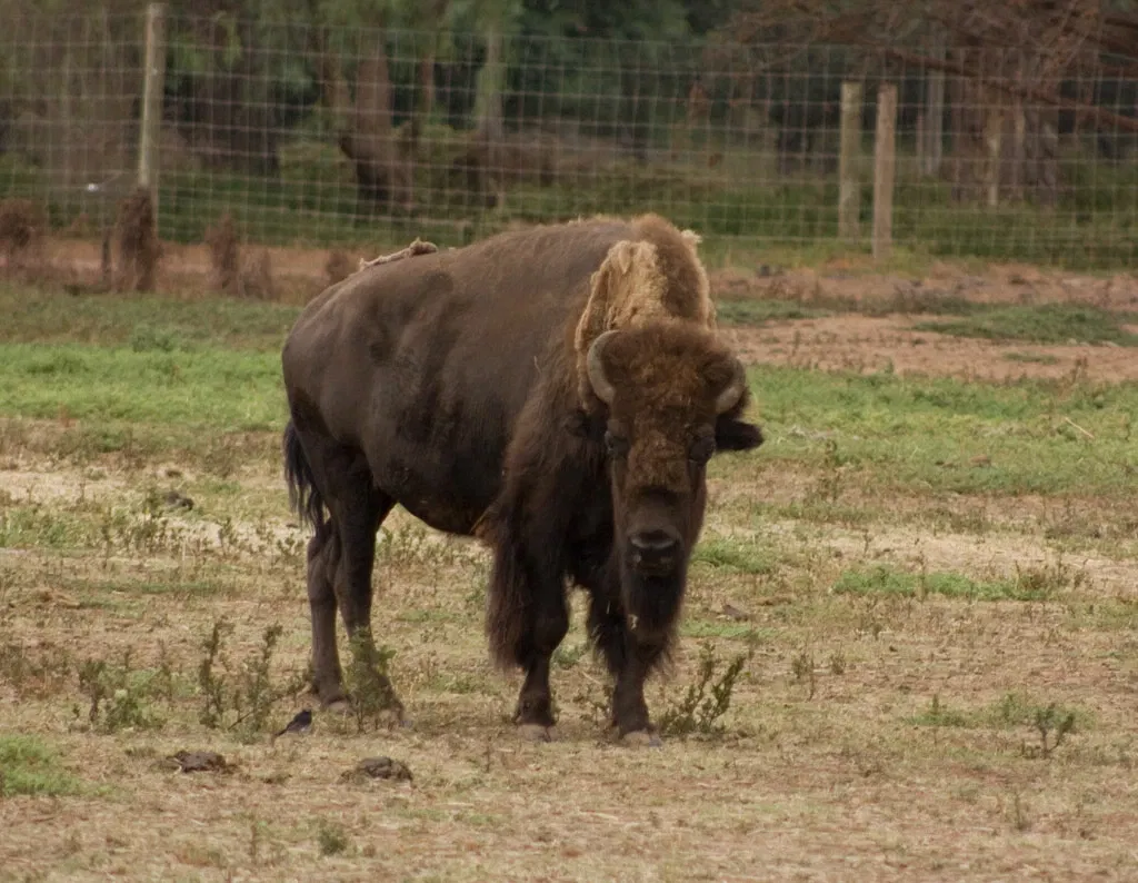 Werribee Open Range Zoo