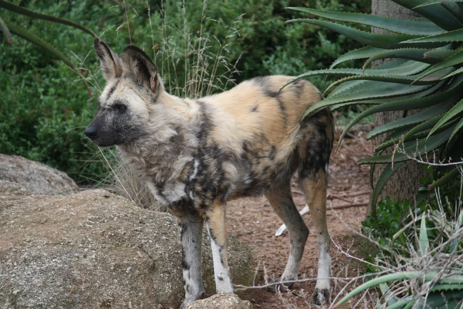 Werribee Open Range Zoo