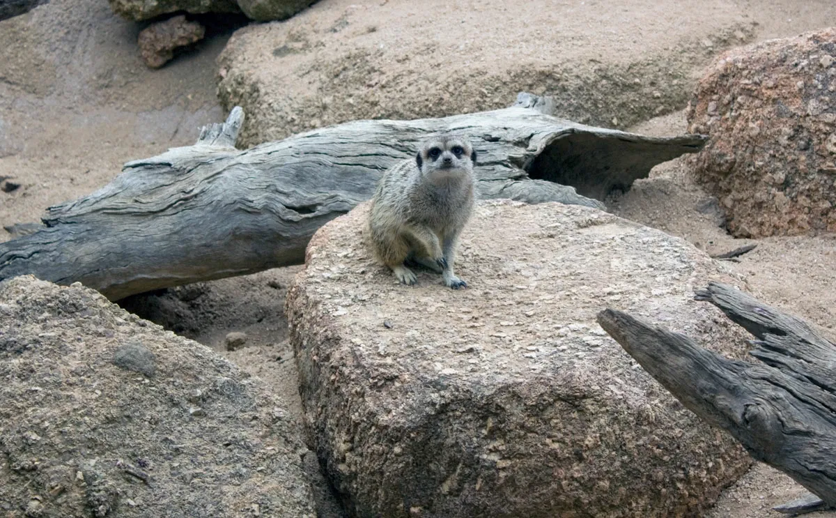 Werribee Open Range Zoo