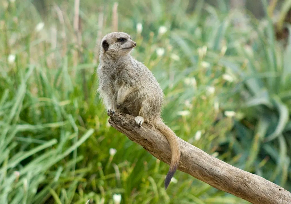 Werribee Open Range Zoo