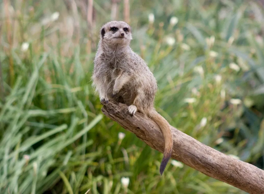 Werribee Open Range Zoo