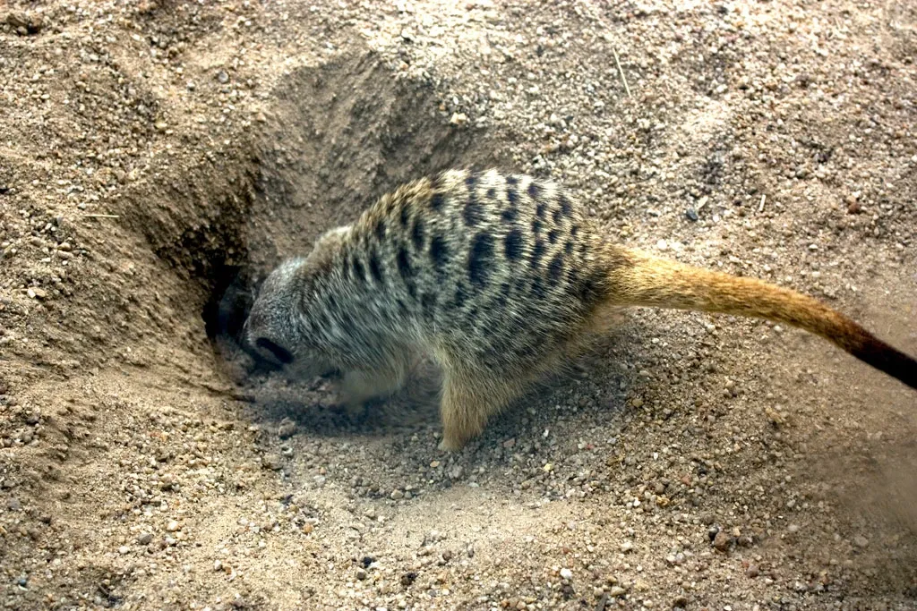 Werribee Open Range Zoo