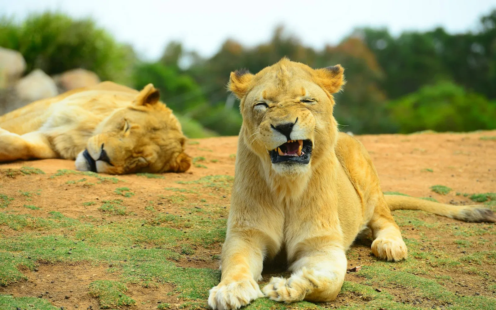 Werribee Open Range Zoo