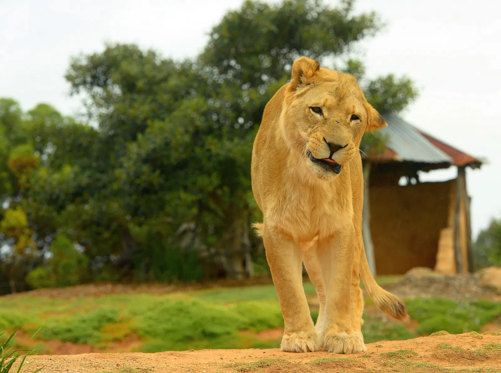 Werribee Open Range Zoo