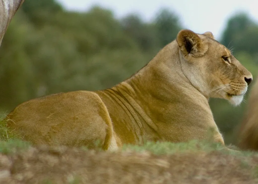 Werribee Open Range Zoo