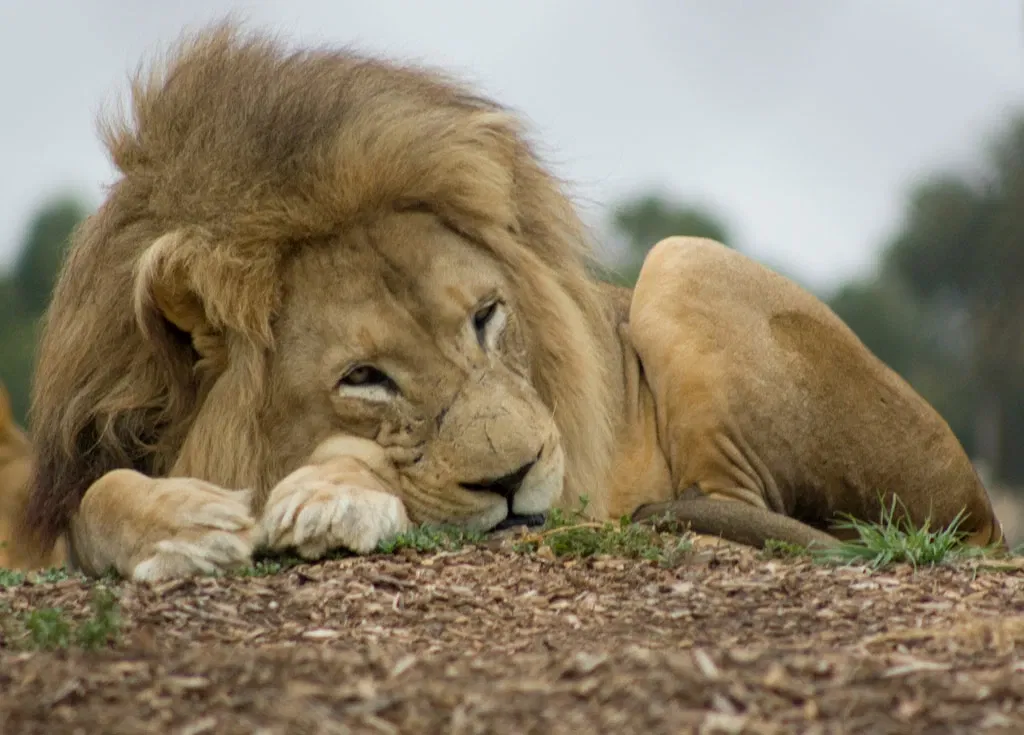 Werribee Open Range Zoo