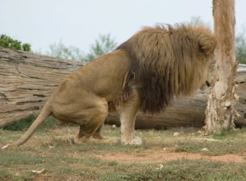 Werribee Open Range Zoo