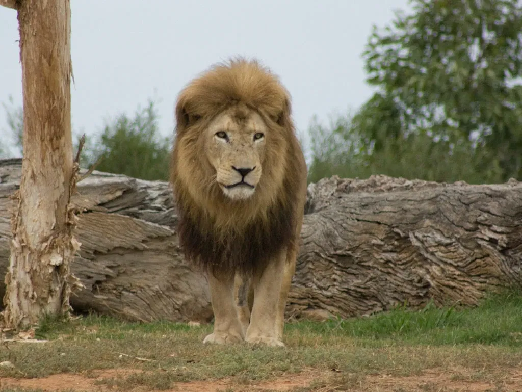 Werribee Open Range Zoo