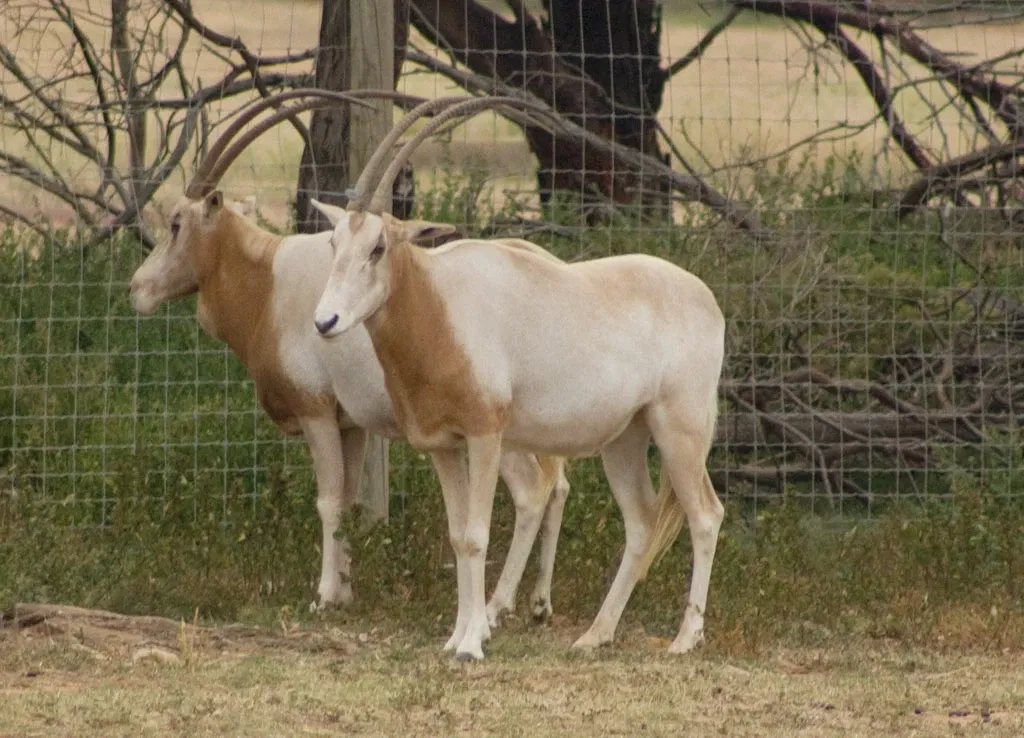 Werribee Open Range Zoo