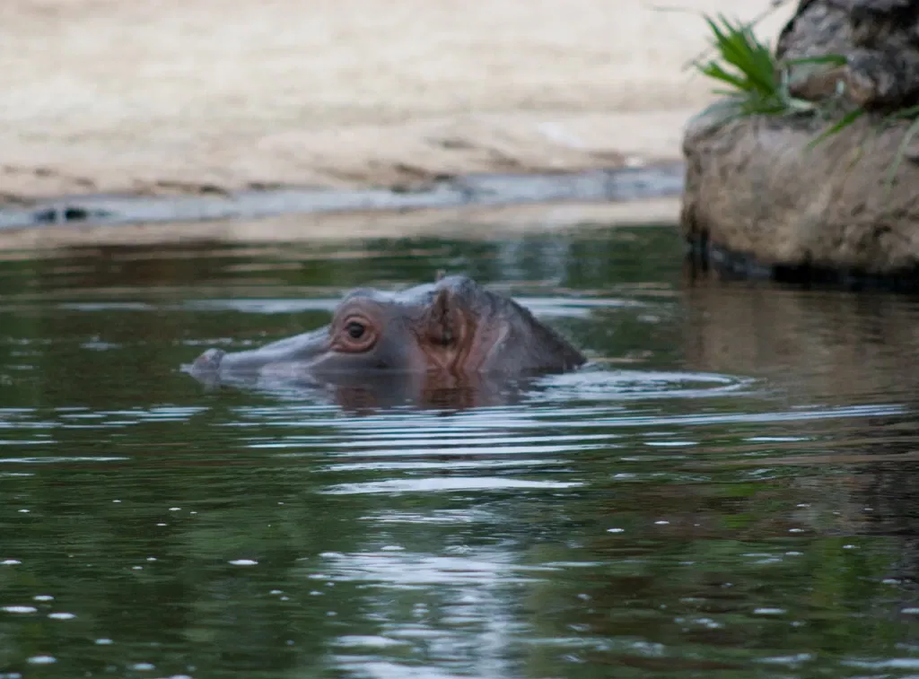 Werribee Open Range Zoo