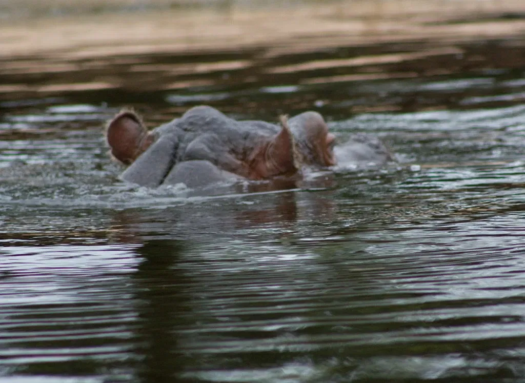 Werribee Open Range Zoo