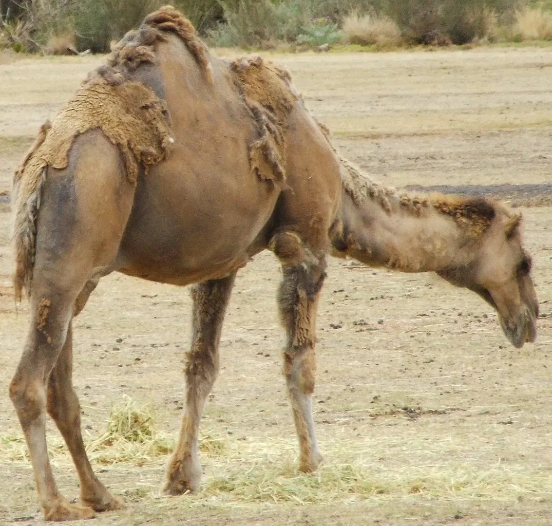 Werribee Open Range Zoo