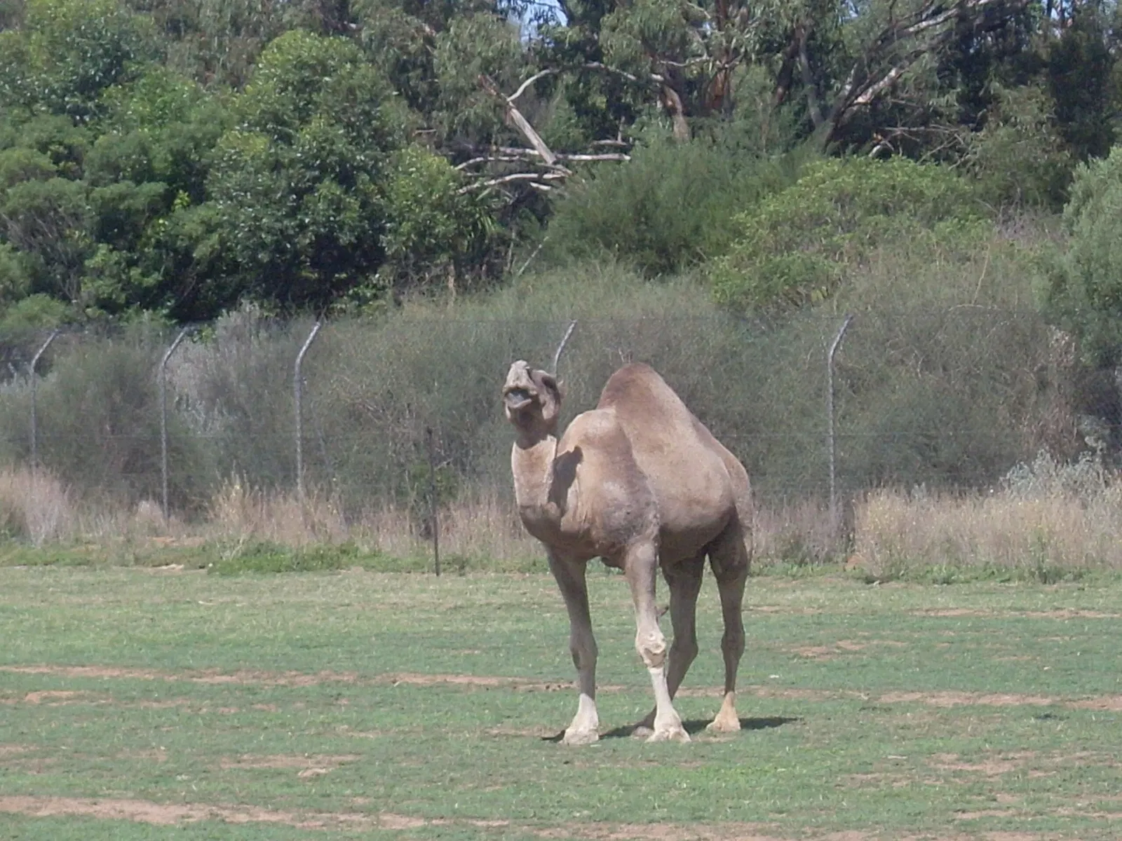 Werribee Open Range Zoo