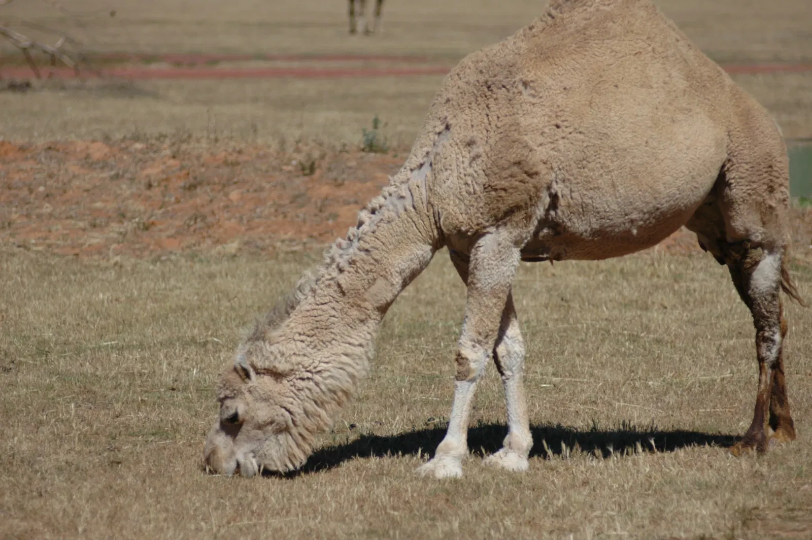 Werribee Open Range Zoo