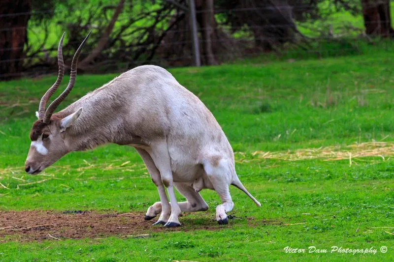 Werribee Open Range Zoo