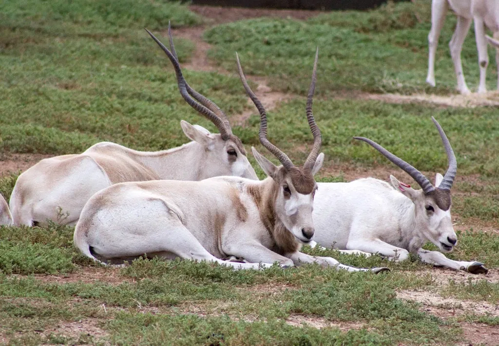 Werribee Open Range Zoo