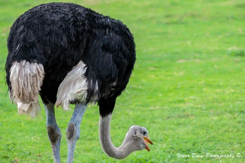 Werribee Open Range Zoo