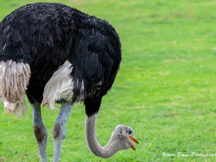 Werribee Open Range Zoo (Werribee) - Visitor Information & Reviews