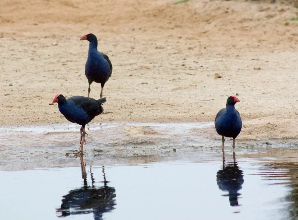 Werribee Open Range Zoo