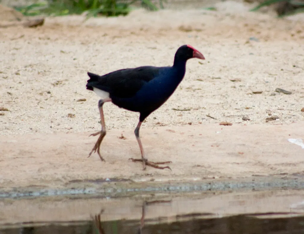 Werribee Open Range Zoo