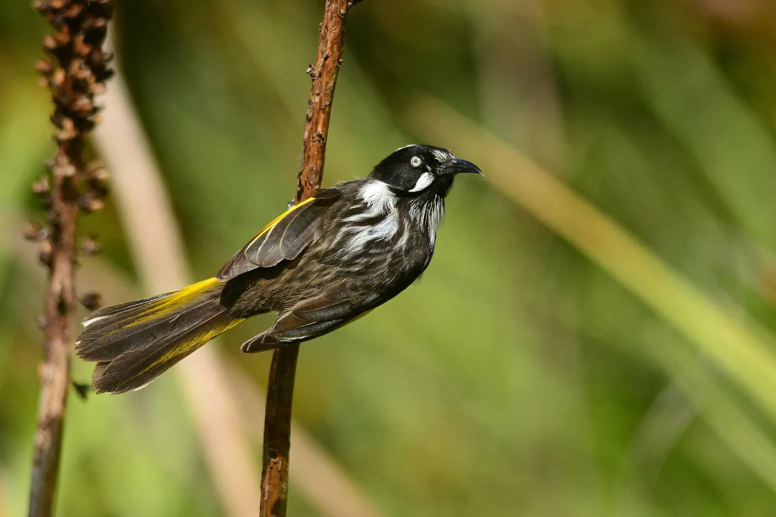 Werribee Open Range Zoo