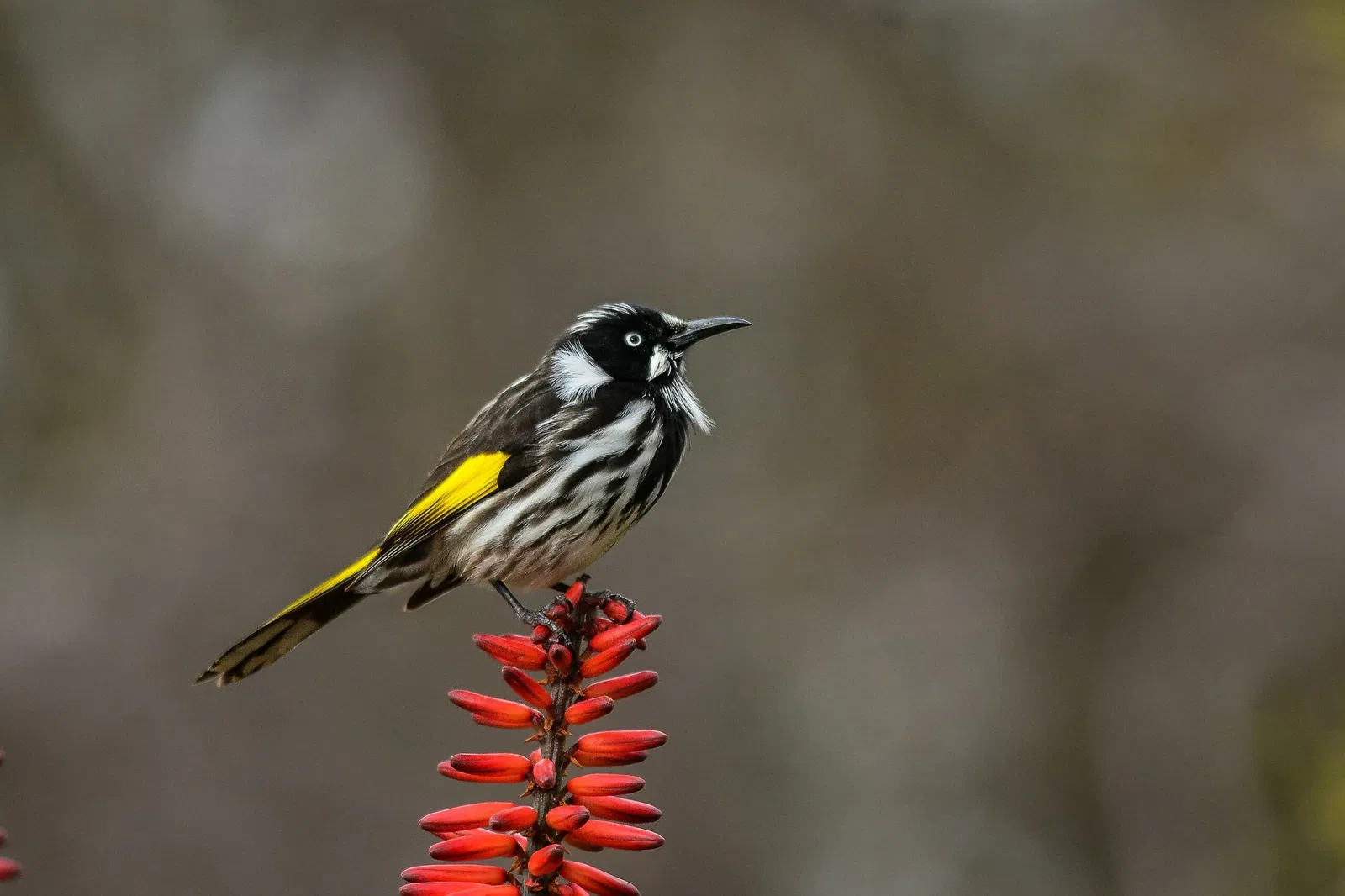 Werribee Open Range Zoo