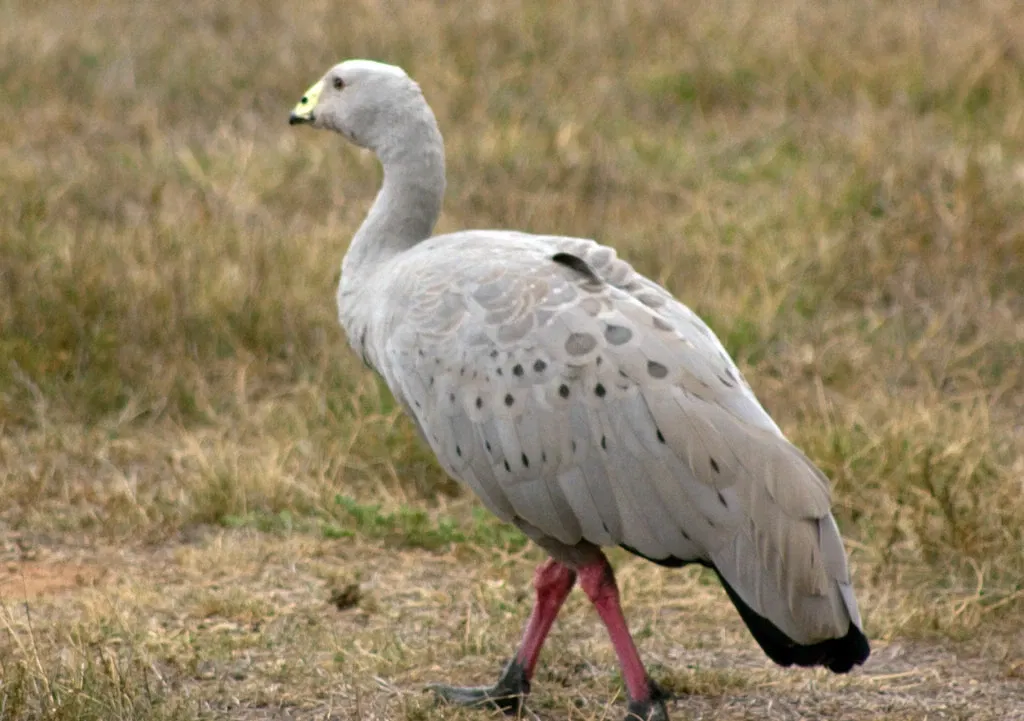 Werribee Open Range Zoo