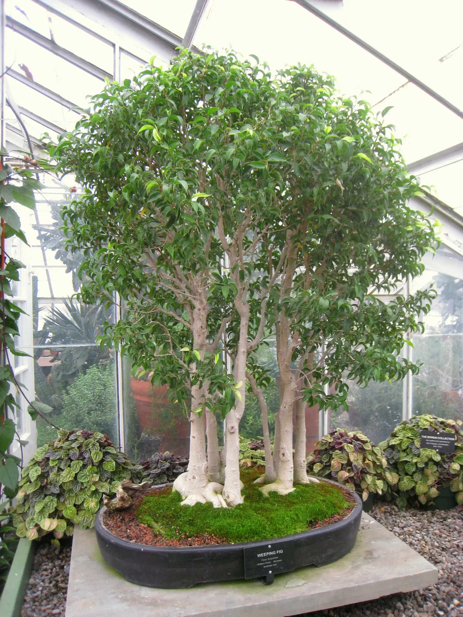 Buffalo and Erie County Botanical Gardens