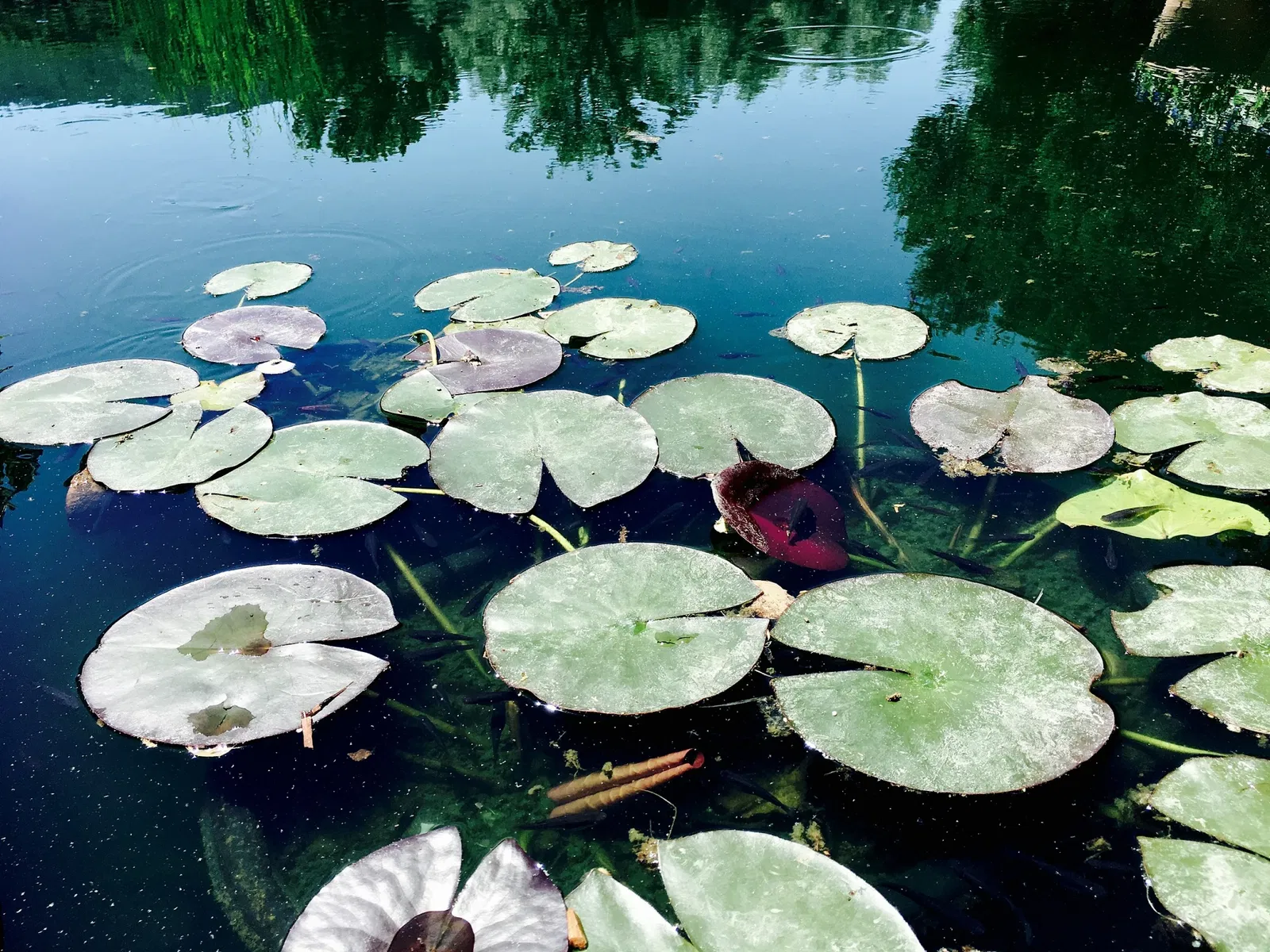 Filoli Historic House & Garden