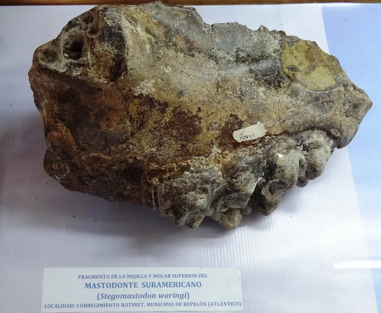 Museo Paleontológico de Villa de Leyva