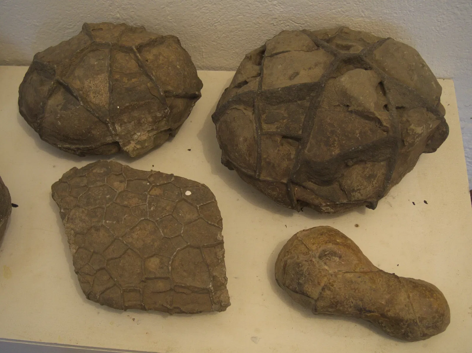 Museo Paleontológico de Villa de Leyva