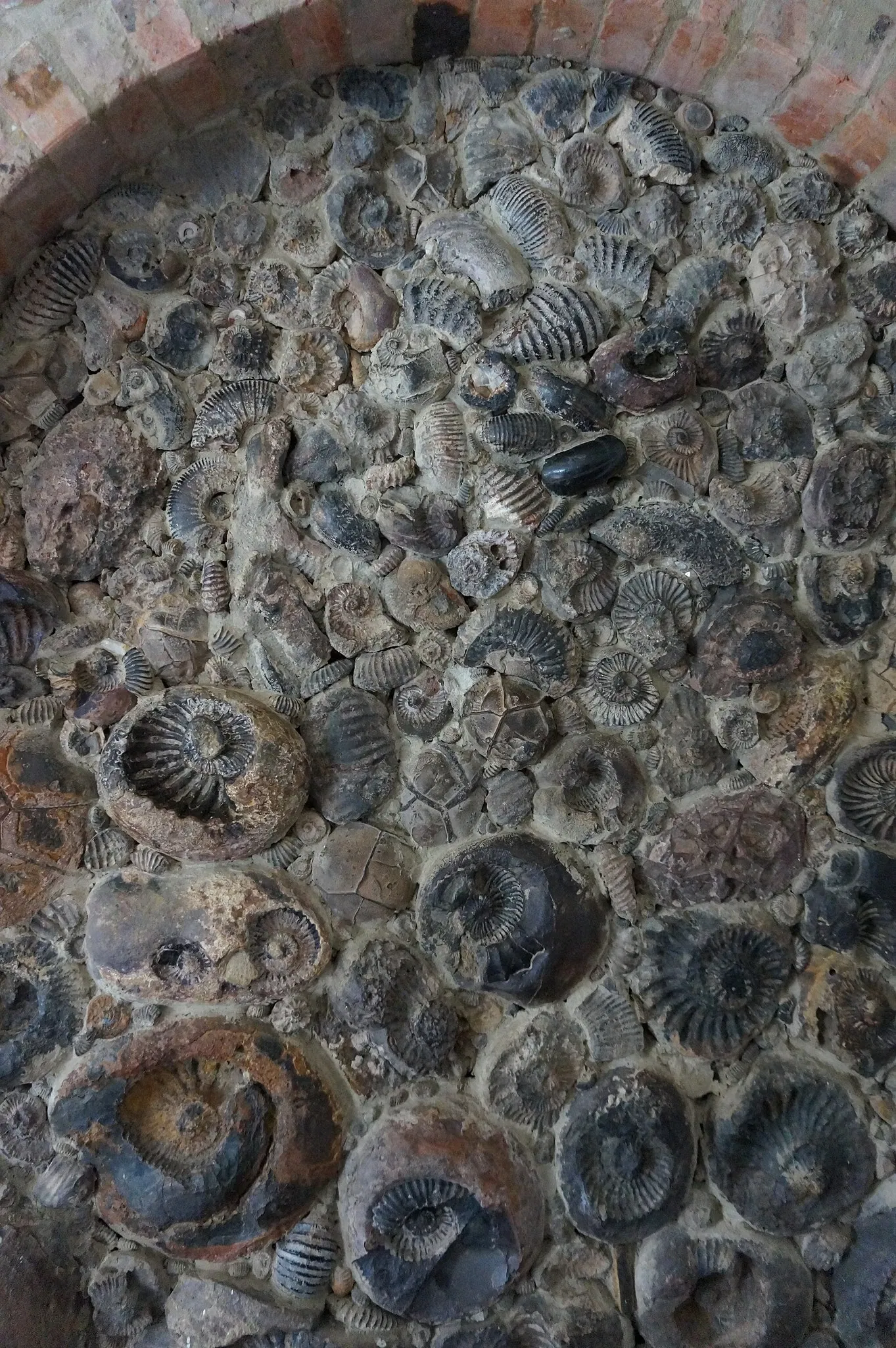 Museo Paleontológico de Villa de Leyva