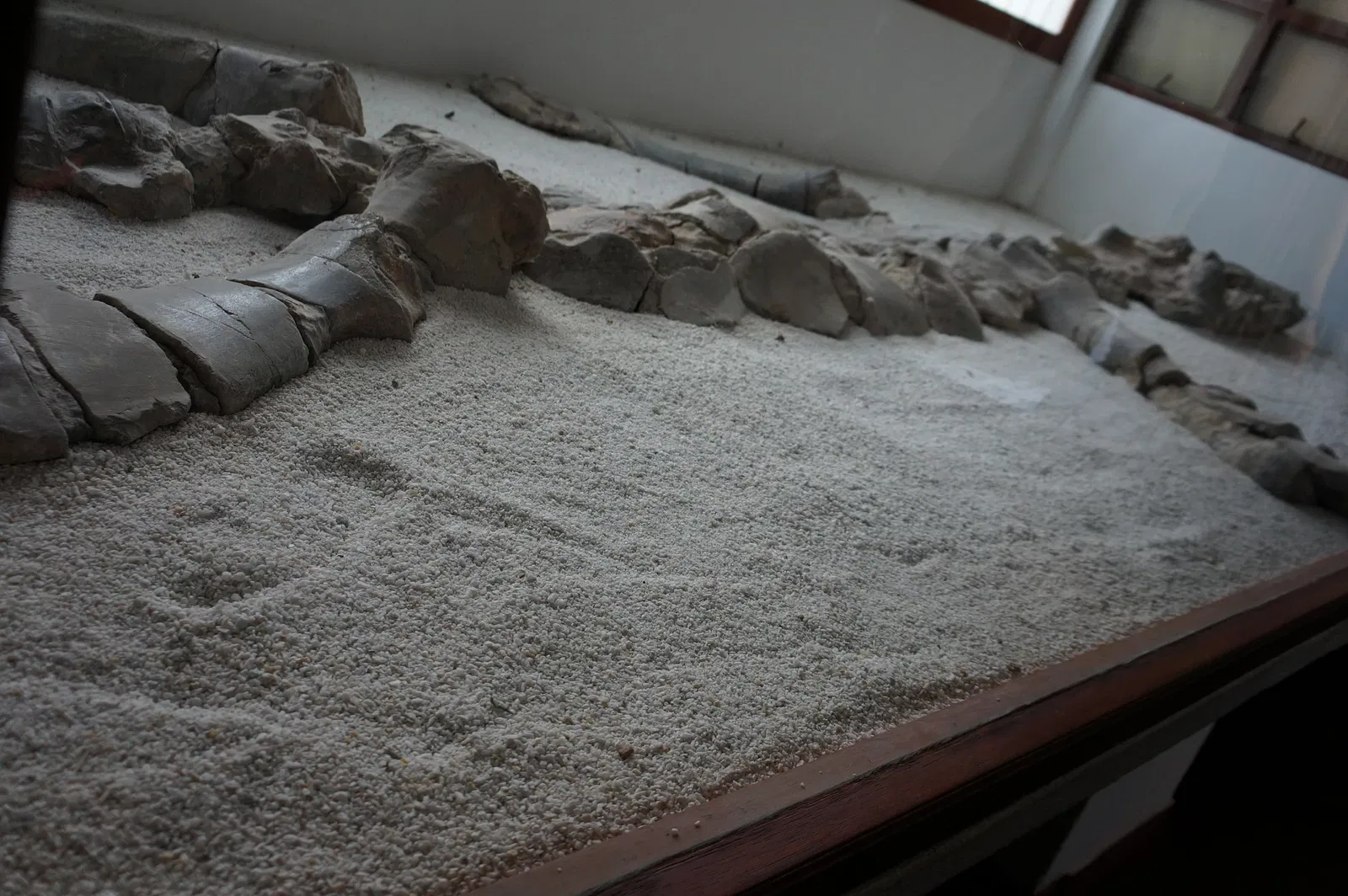 Museo Paleontológico de Villa de Leyva