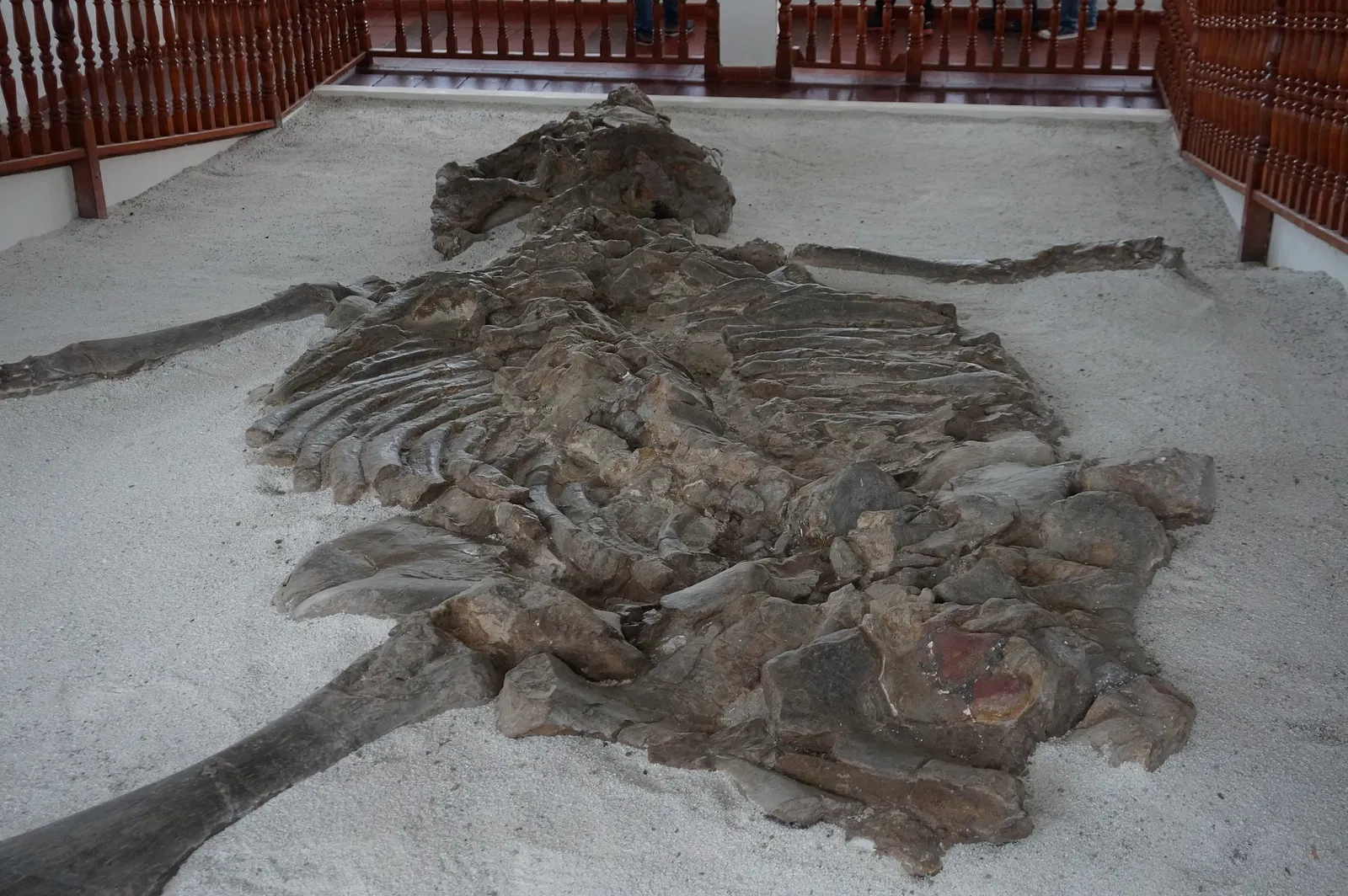 Museo Paleontológico de Villa de Leyva